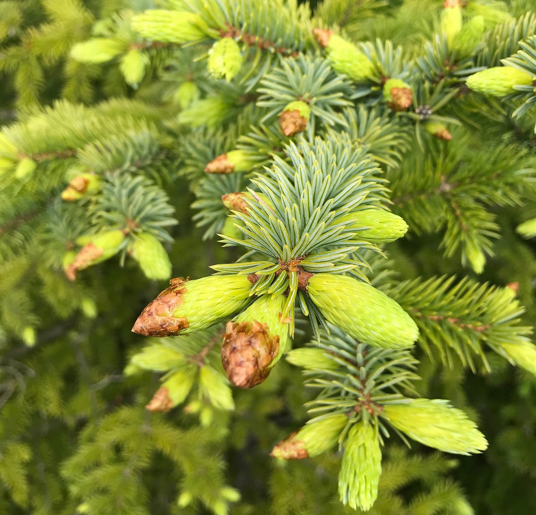 Spruce Tip