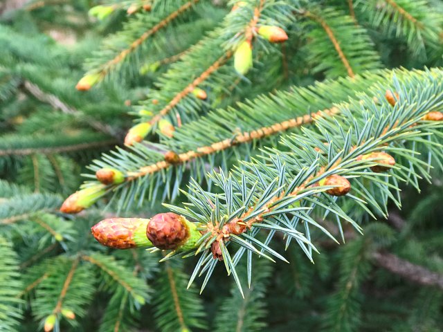 Spruce Tip Release #2