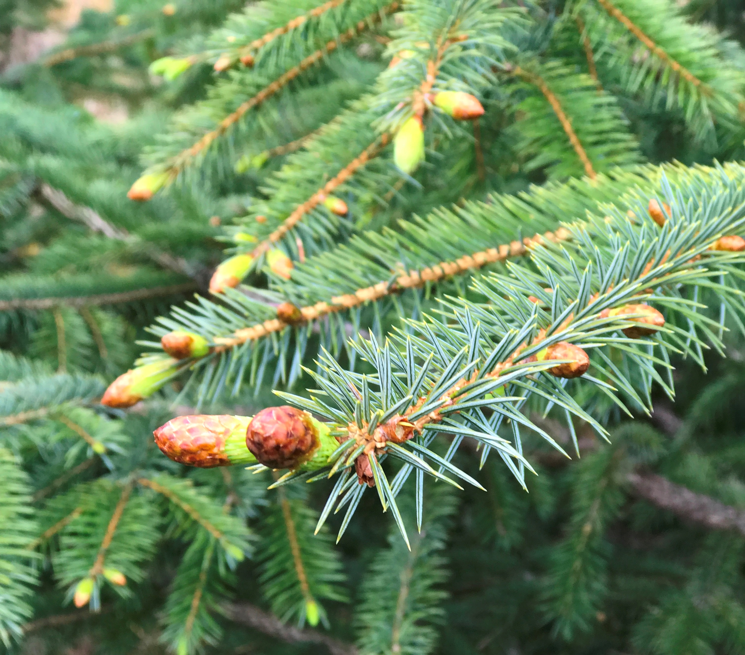 Spruce Tip Release #2