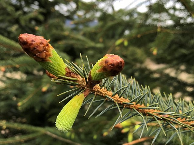 Spruce Tip Season!