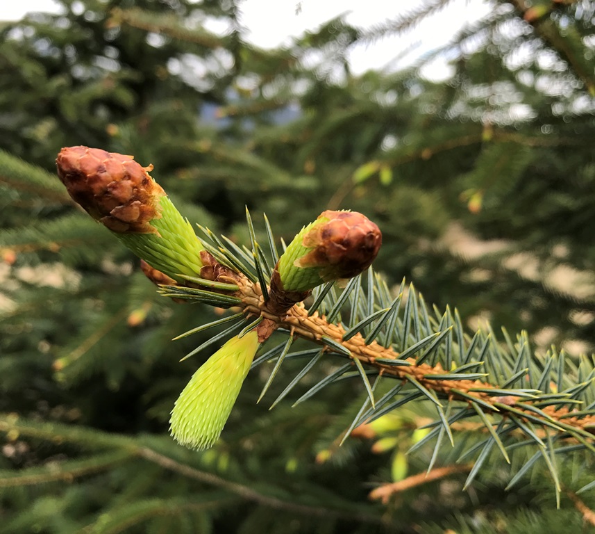 Spruce Tip Season!