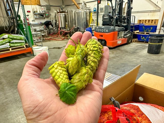 Fresh Hops