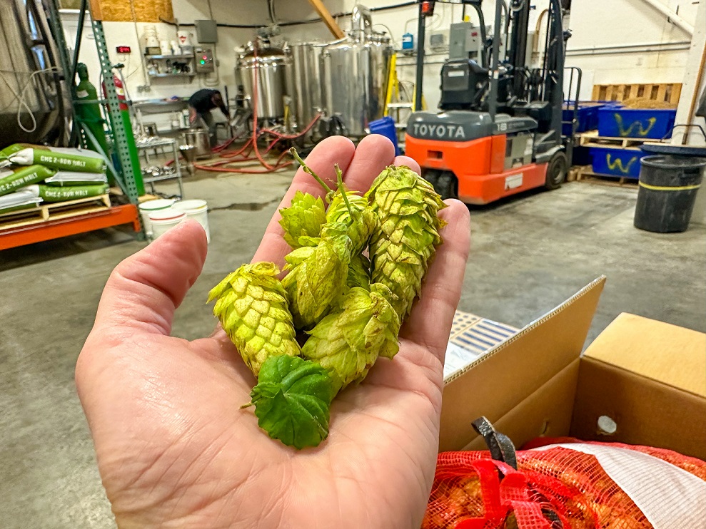 Fresh Hops